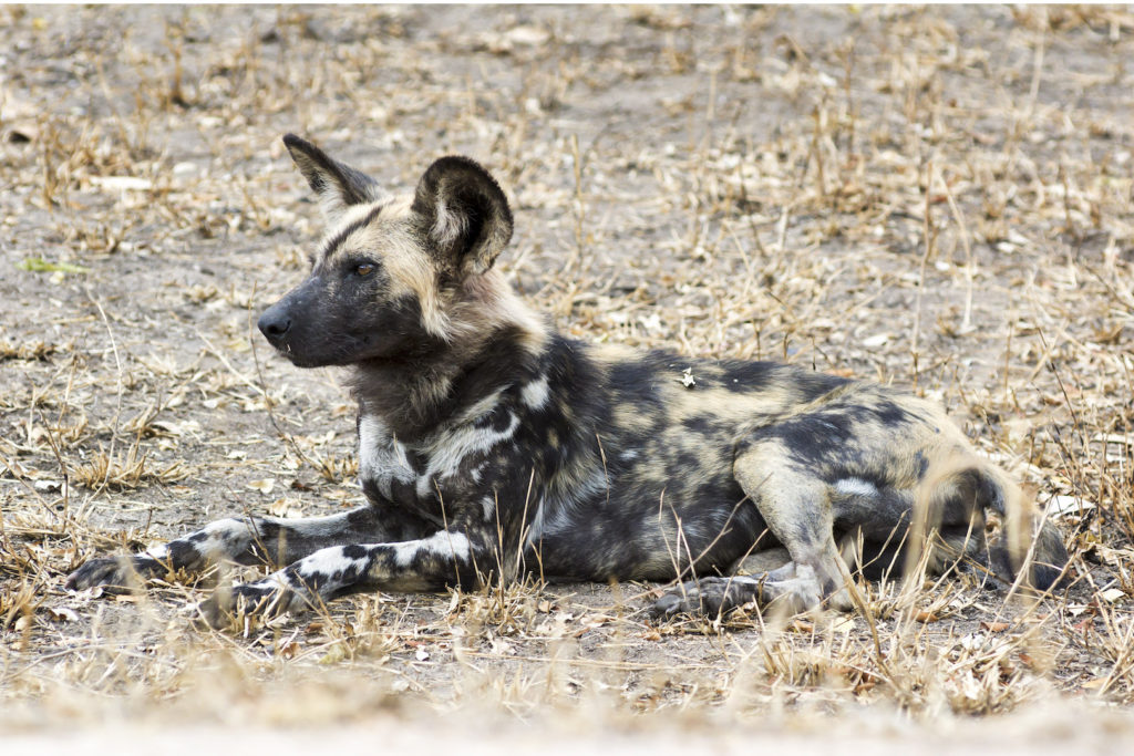 African Wild Dog