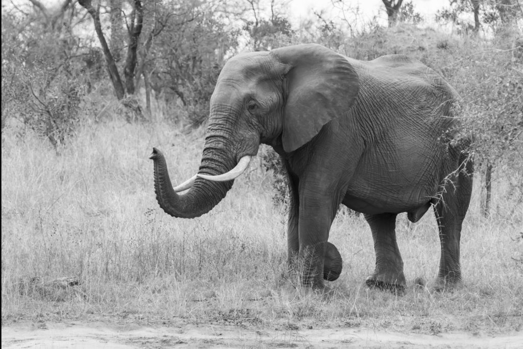 South African Safari African Elephant
