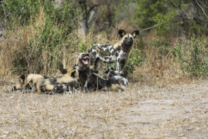 South African Safari Wild Dog