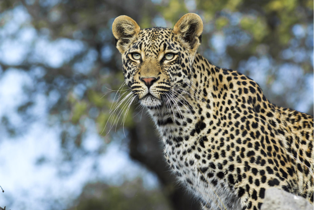South African Safari Leopard on an Anthill