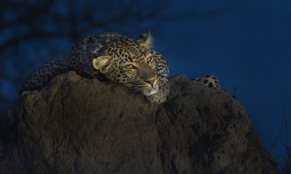 South African Safari Leopard at Dusk