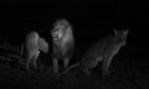 South-African-Safari-Lions-Mating-Under-Spotlight