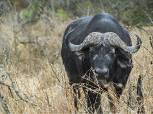 South African Safari Cape Buffalo