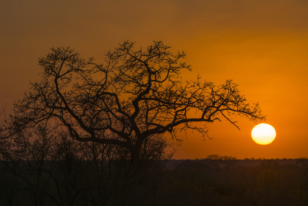 Early-morning-sunrise-on-safari-in-South-Africa