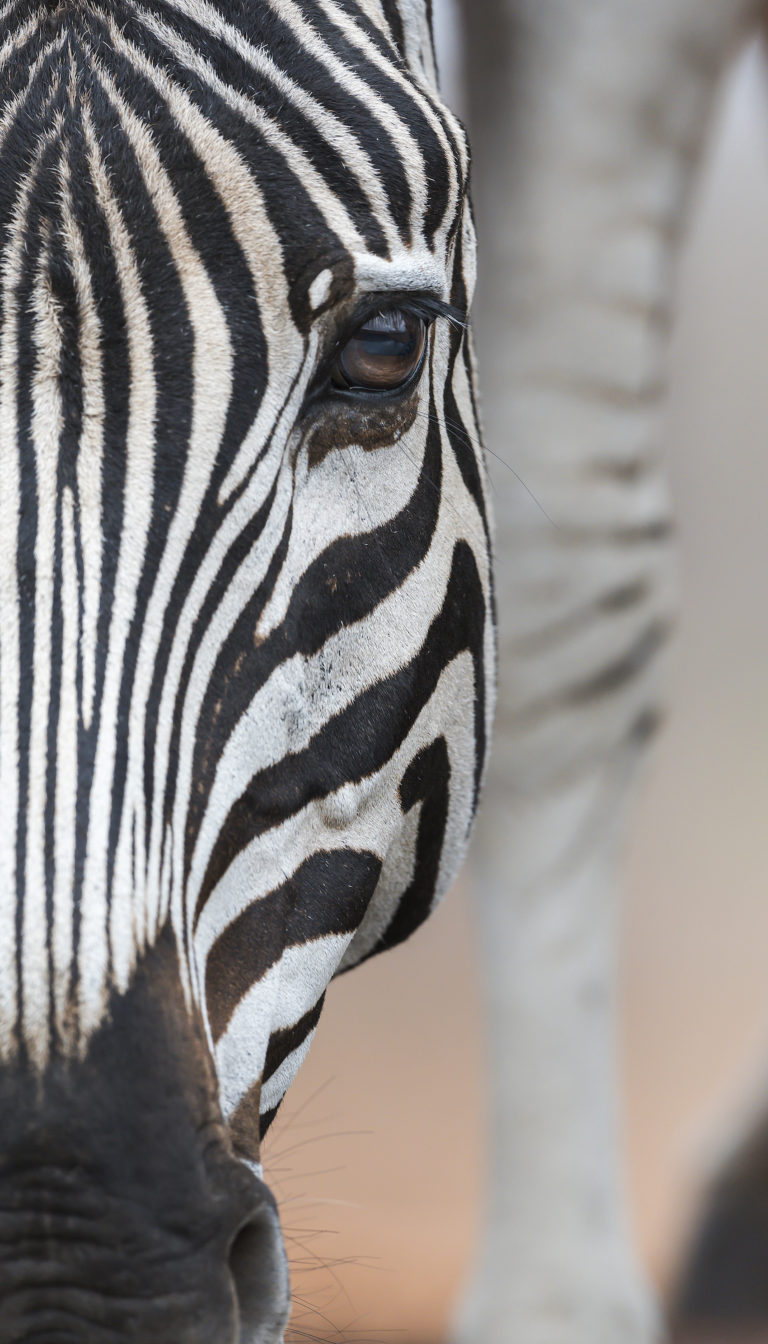 Lens-of-Lawrence-Photographic-Safari-Zebra-profile