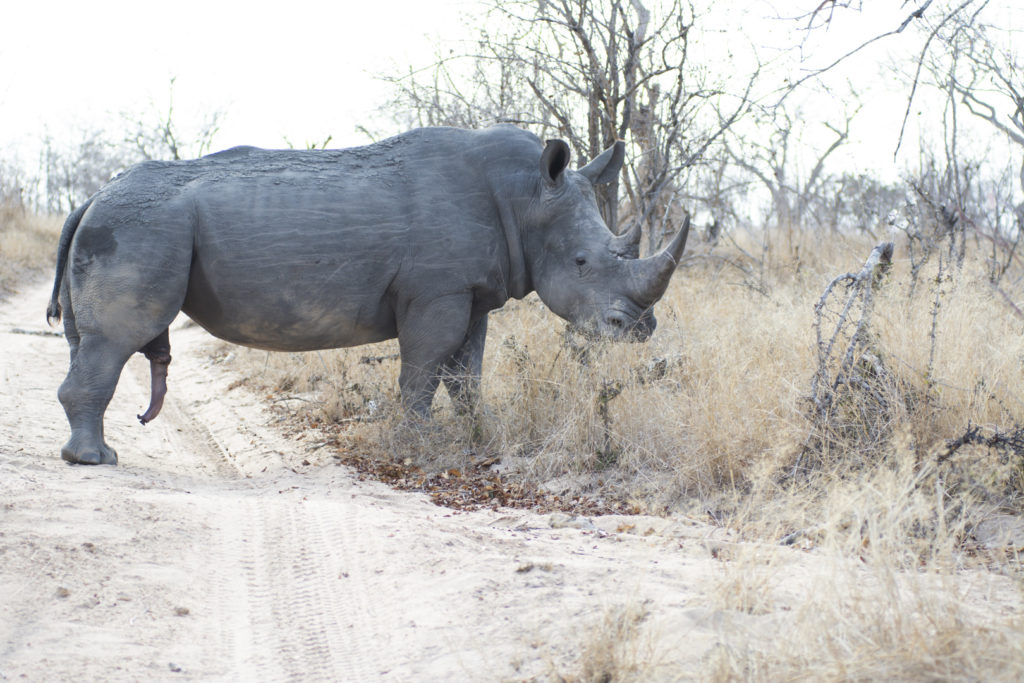 South African Safari Rhino